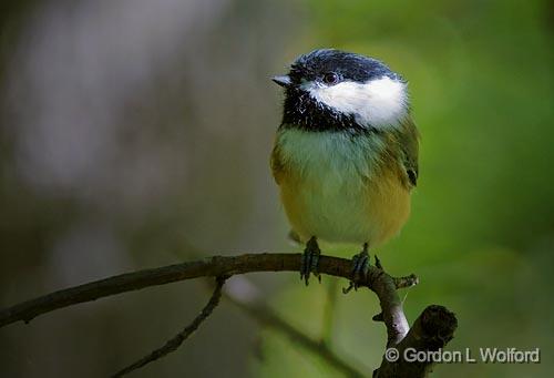 Sunstruck Chickadee_51771.jpg - Black-Capped Chickadee (Poecile atricapillus) photographed at Ottawa, Ontario - the capital of Canada.